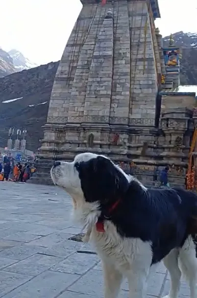 damru in kedarnath - the viral dog of kedarnath
