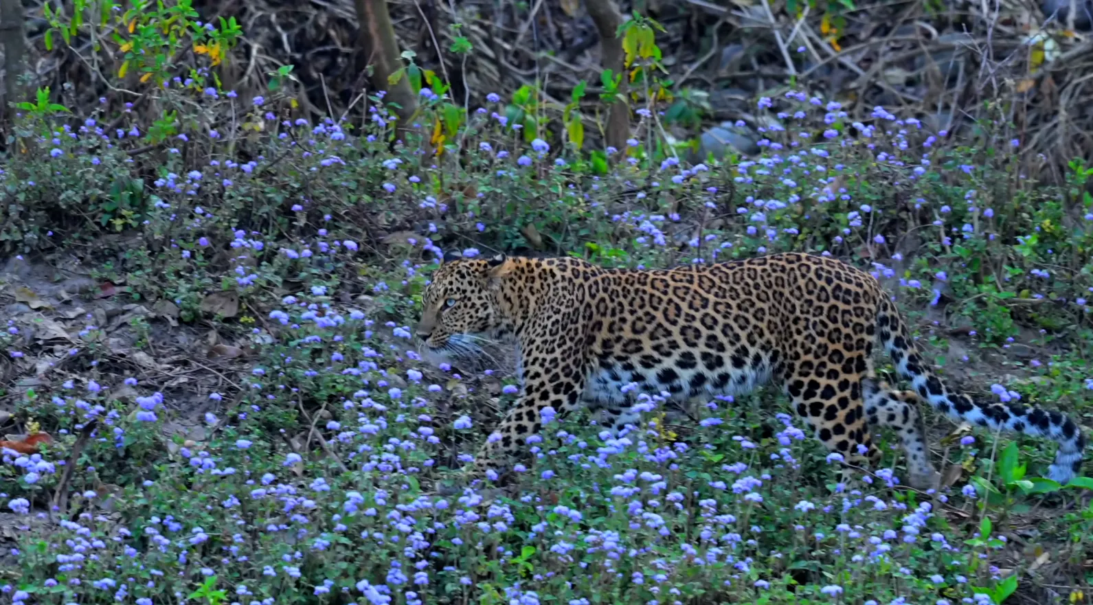 rajaji tiger reserve