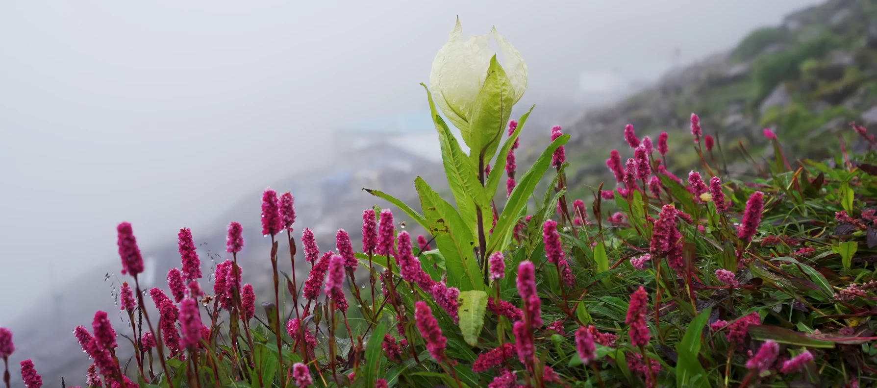valley of flowers near badrinath