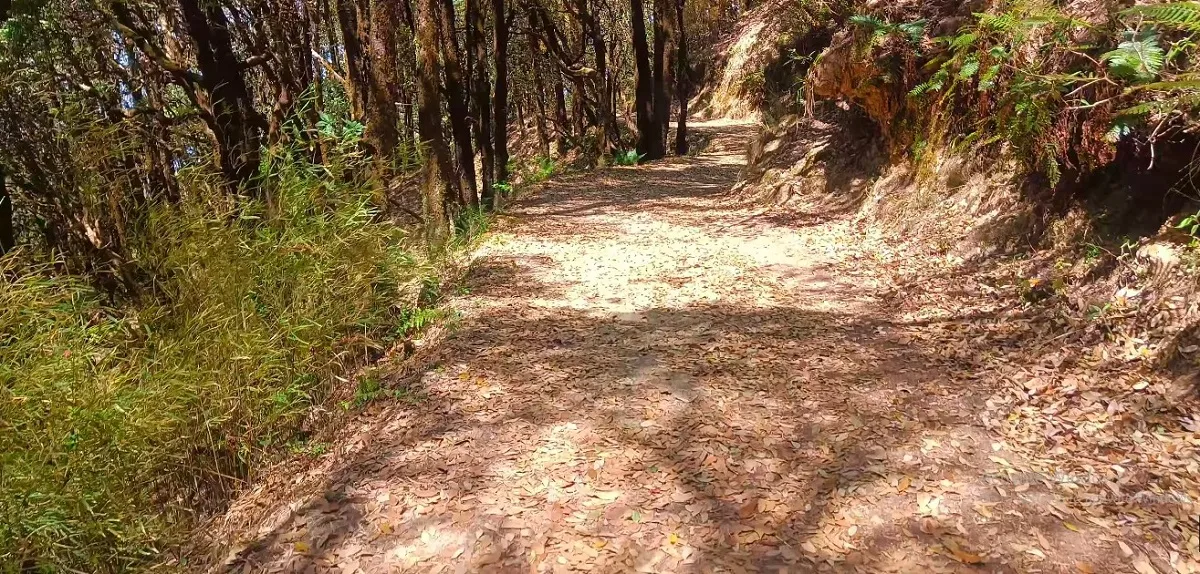 binsar trek image