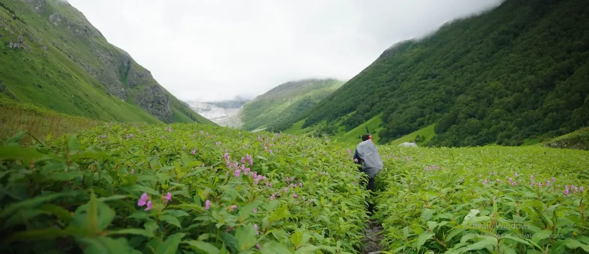 valley of flowers trek image
